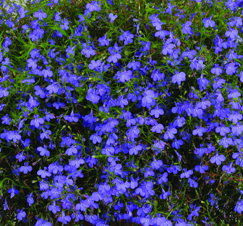 Techno Heat Electric Blue Lobelia Natorp's Online Plant Store